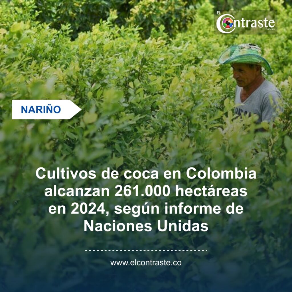 Cultivos de coca en Colombia alcanzan 261.000 hectáreas en 2024, según informe de Naciones Unidas