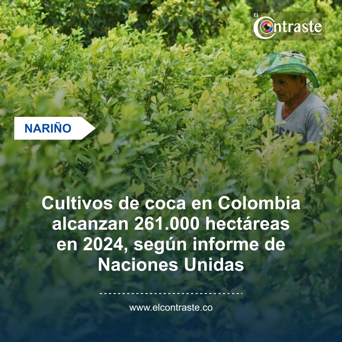 Cultivos de coca en Colombia alcanzan 261.000 hectáreas en 2024, según informe de Naciones Unidas
